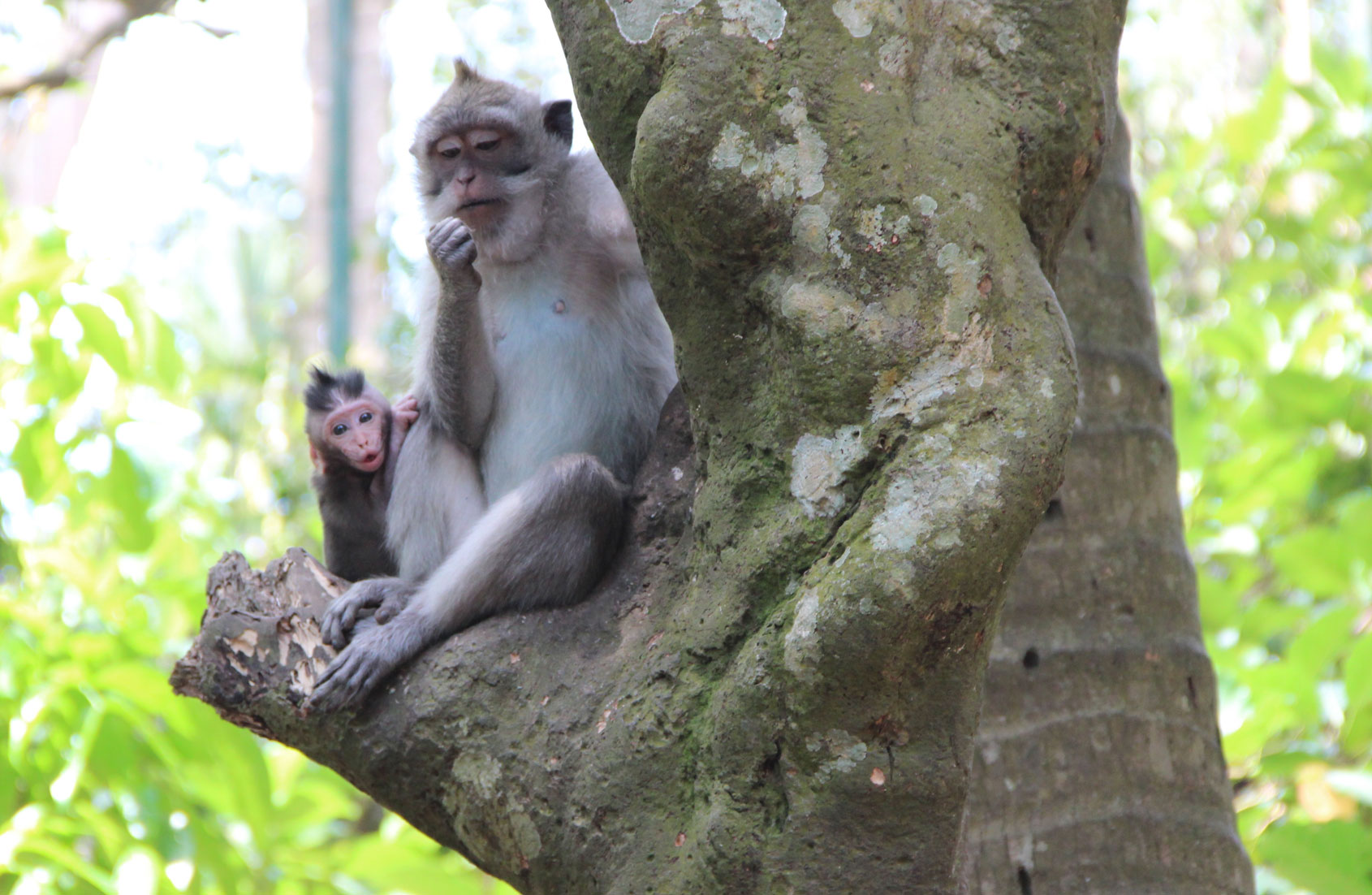 Monkey forest ubud