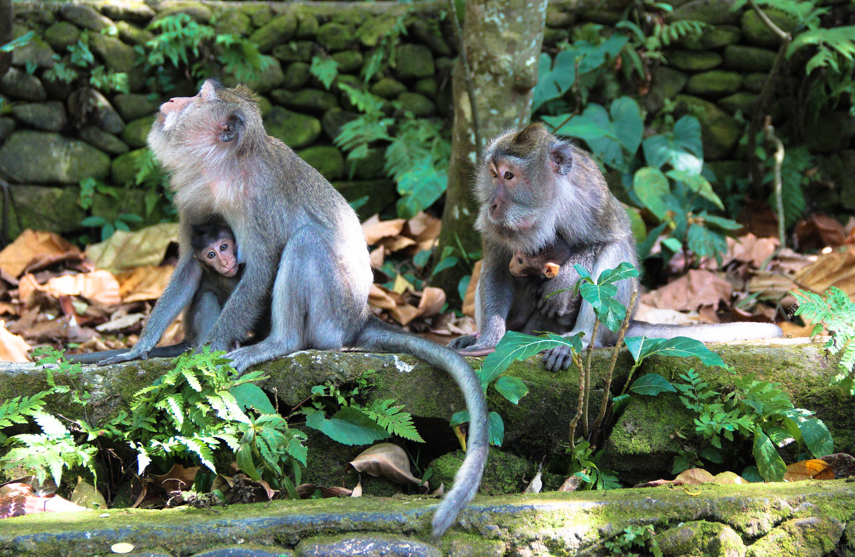 Monkey forest ubud